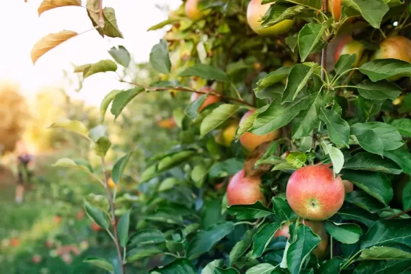 RÜYADA ELMA  AĞACI GÖRMEK