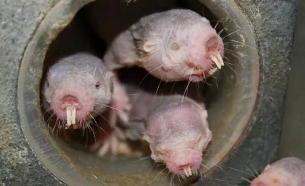 RUYADA GÖZSÜZ FARE GÖRMEK