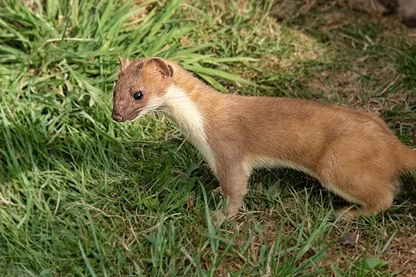 RUYADA GELİNCİK GÖRMEK