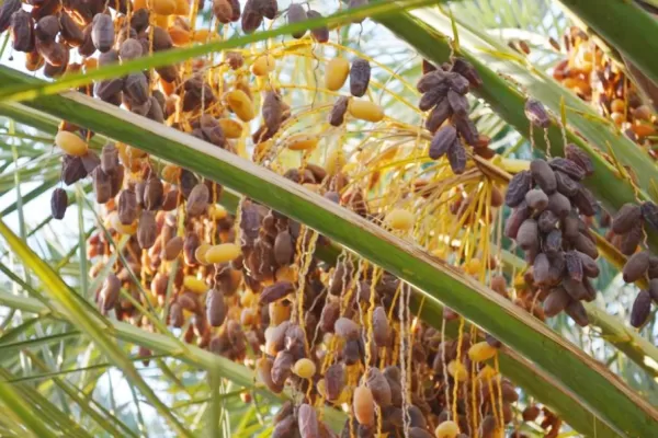 RÜYADA Hurma  Ağacı GÖRMEK