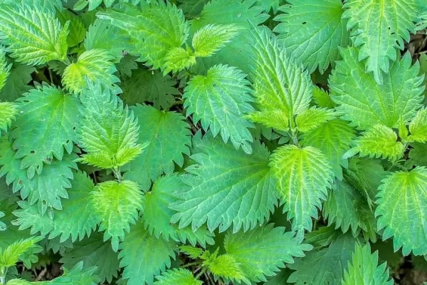 RUYADA ISIRGAN GÖRMEK