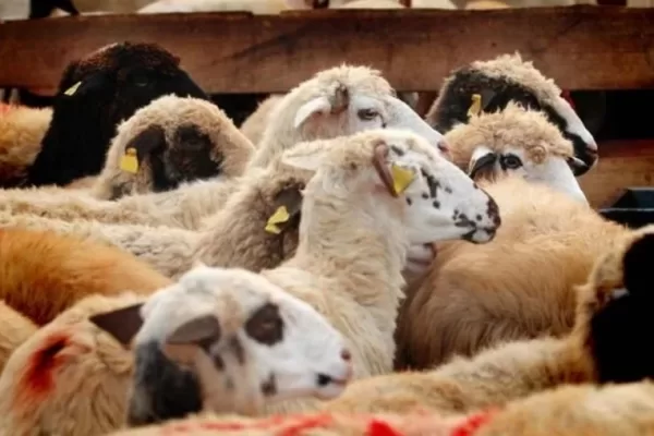 RÜYADA AKİKA  KURBANI GÖRMEK