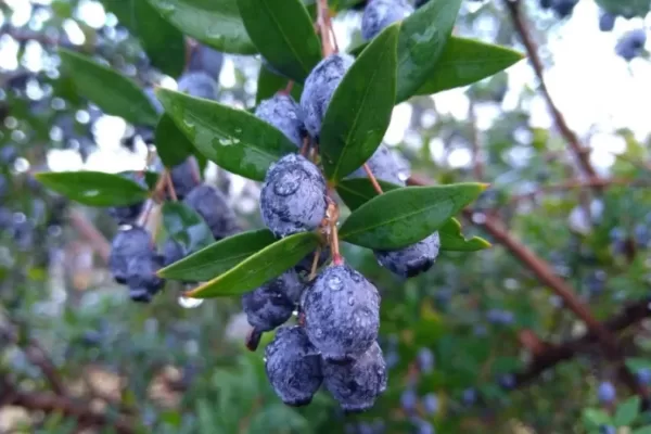 RUYADA  MERSİN AĞACI GÖRMEK
