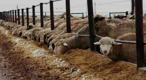 RÜYADA AĞIL GÖRMEK