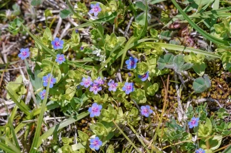 RUYADA   ZIRNIK  (Sıçan  otu) GÖRMEK