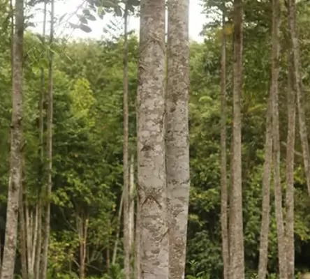 RUYADA  UD AĞACI GÖRMEK