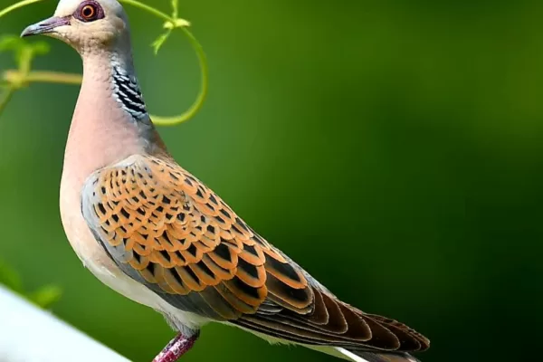 RUYADA  ÜVEYİK GÖRMEK