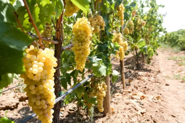 RUYADA  ÜZÜM ÇUBUĞU GÖRMEK