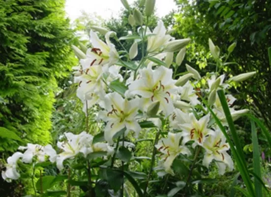 RUYADA  ZAMBAK ÇİÇEĞİ GÖRMEK