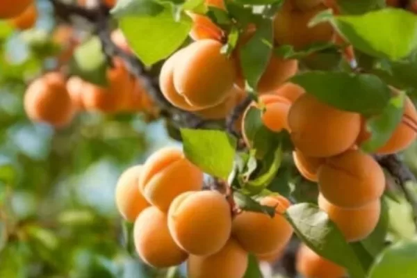 RUYADA  ZERDALİ GÖRMEK